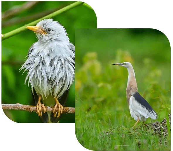 Birding